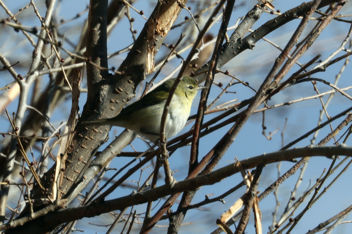 Tennessee Warbler - ML612947678