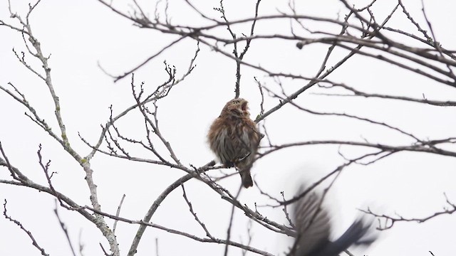 Peruvian Pygmy-Owl - ML612947705