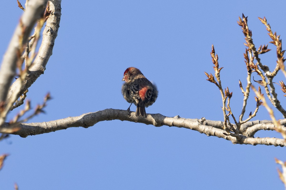 House Finch - ML612947706