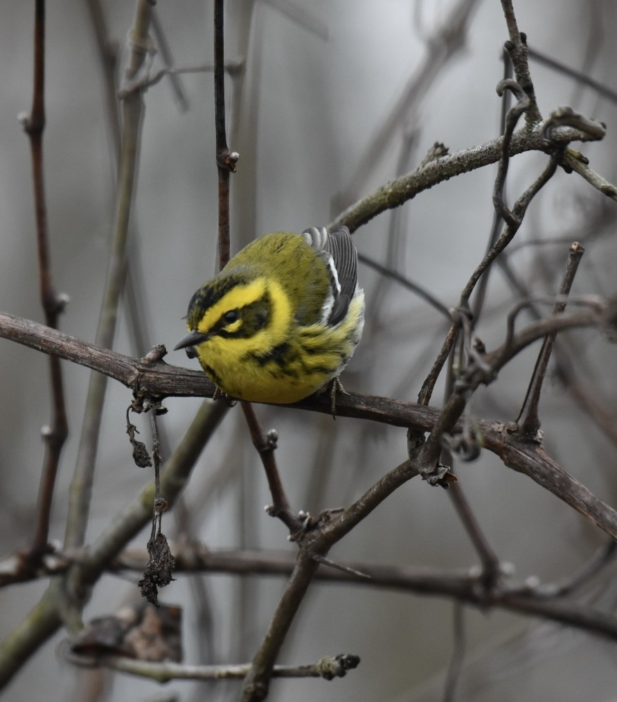 Townsend's Warbler - ML612947723