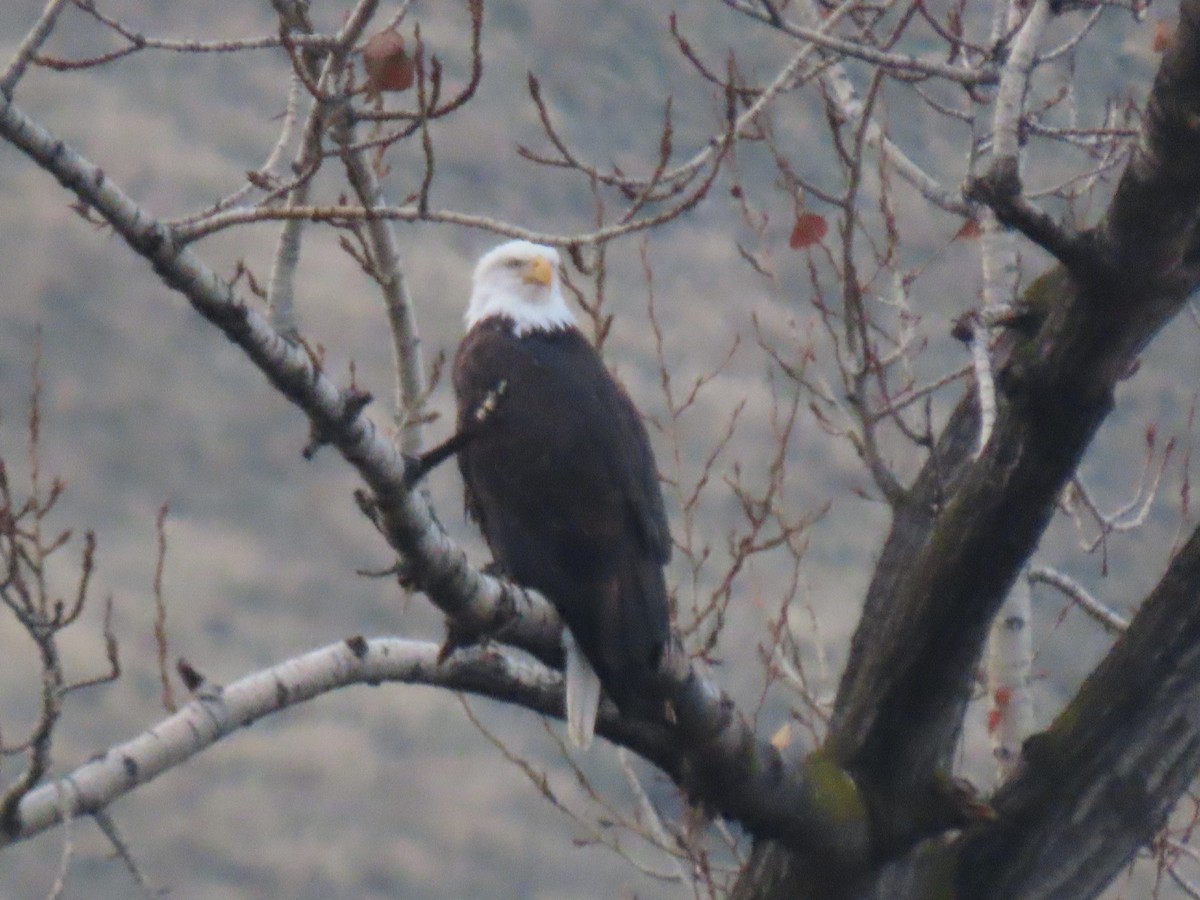 Bald Eagle - ML612947755
