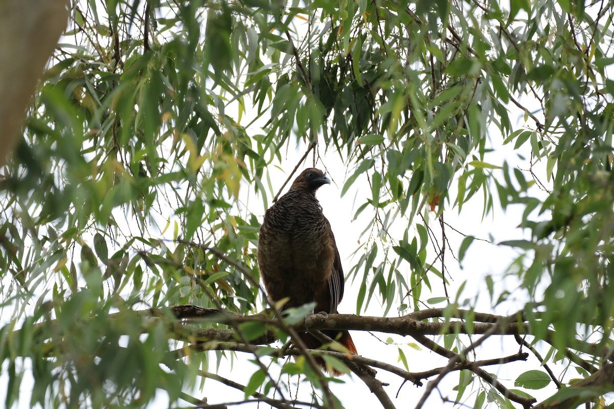 Scaled Chachalaca - Henrique Ressel