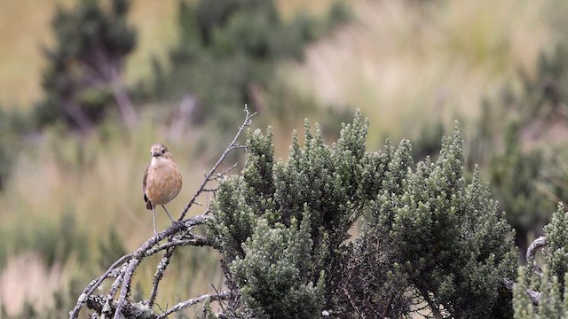 Tawny Antpitta - ML612947846