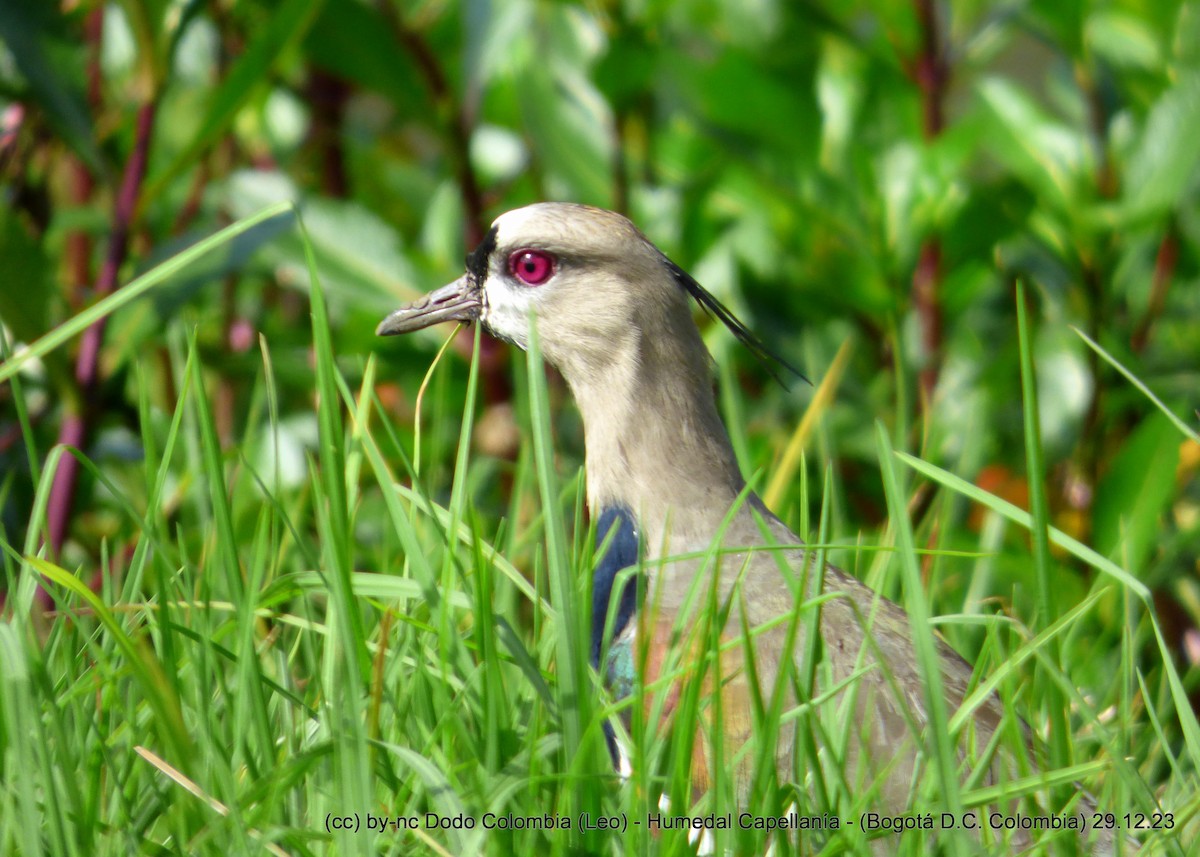 Southern Lapwing - ML612947924