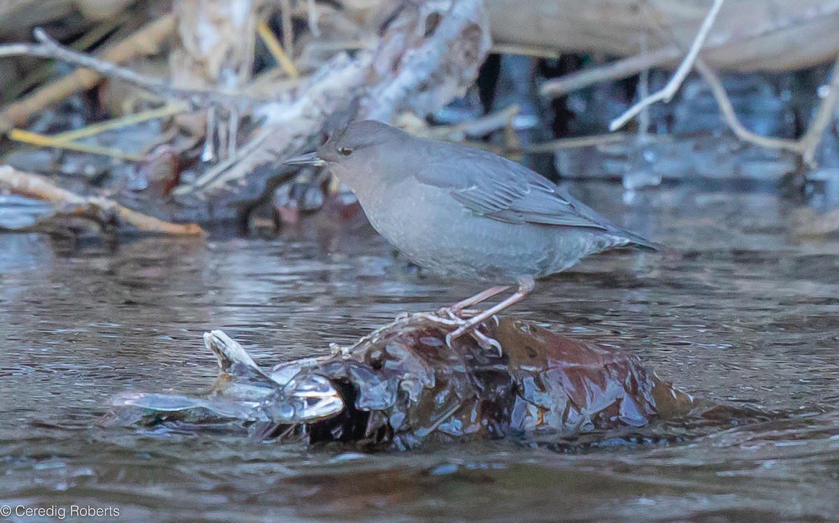 American Dipper - Ceredig  Roberts