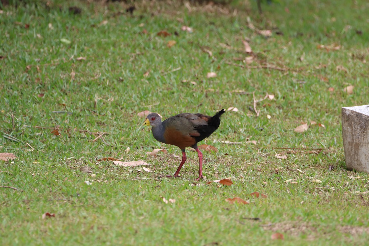 Gray-cowled Wood-Rail - ML612947958