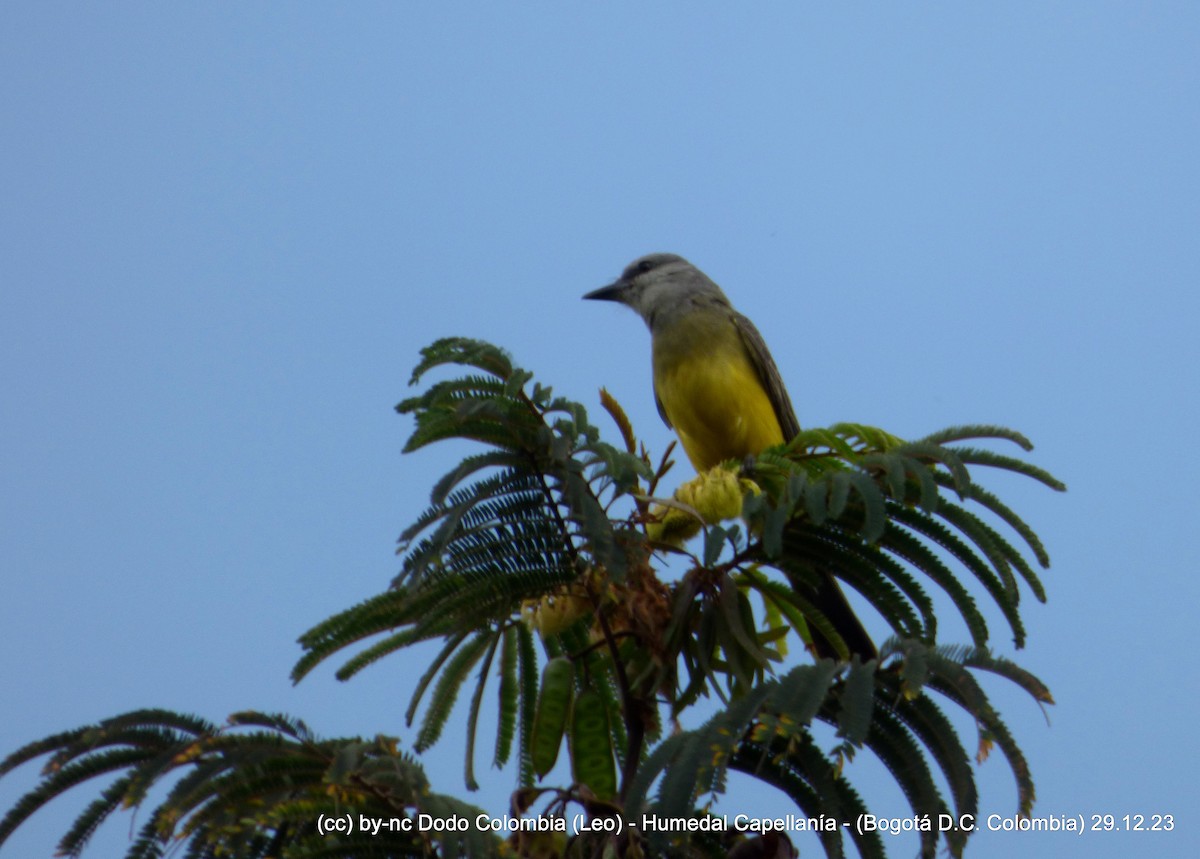 Tropical Kingbird - ML612947967