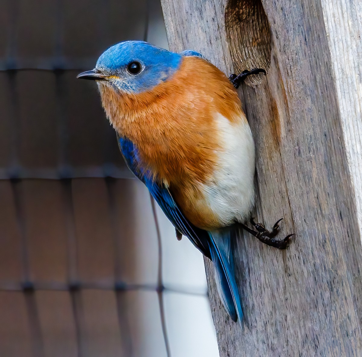 Eastern Bluebird - Debbie Lombardo