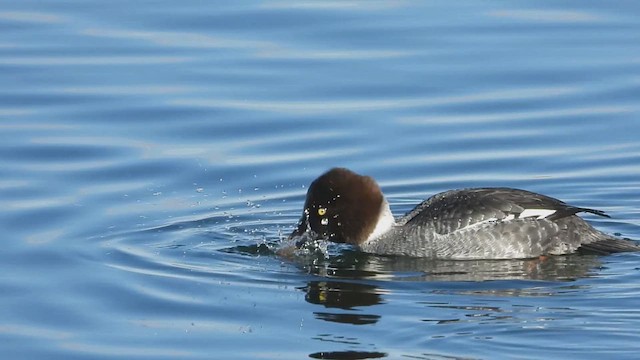 Common Goldeneye - ML612948078