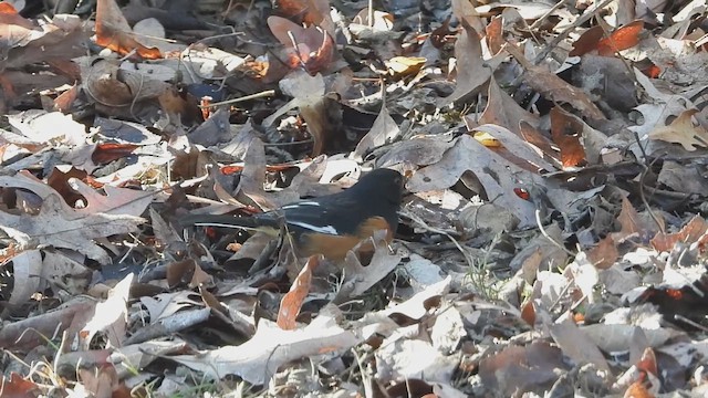 Eastern Towhee - ML612948113