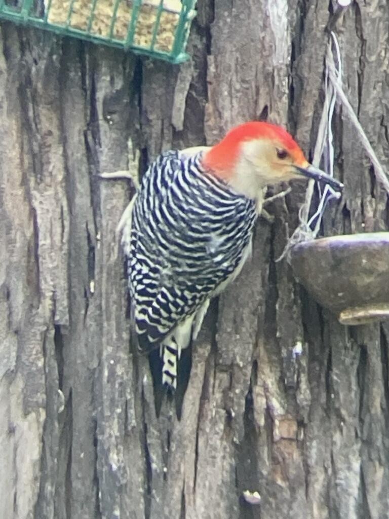 Red-bellied Woodpecker - ML612948118