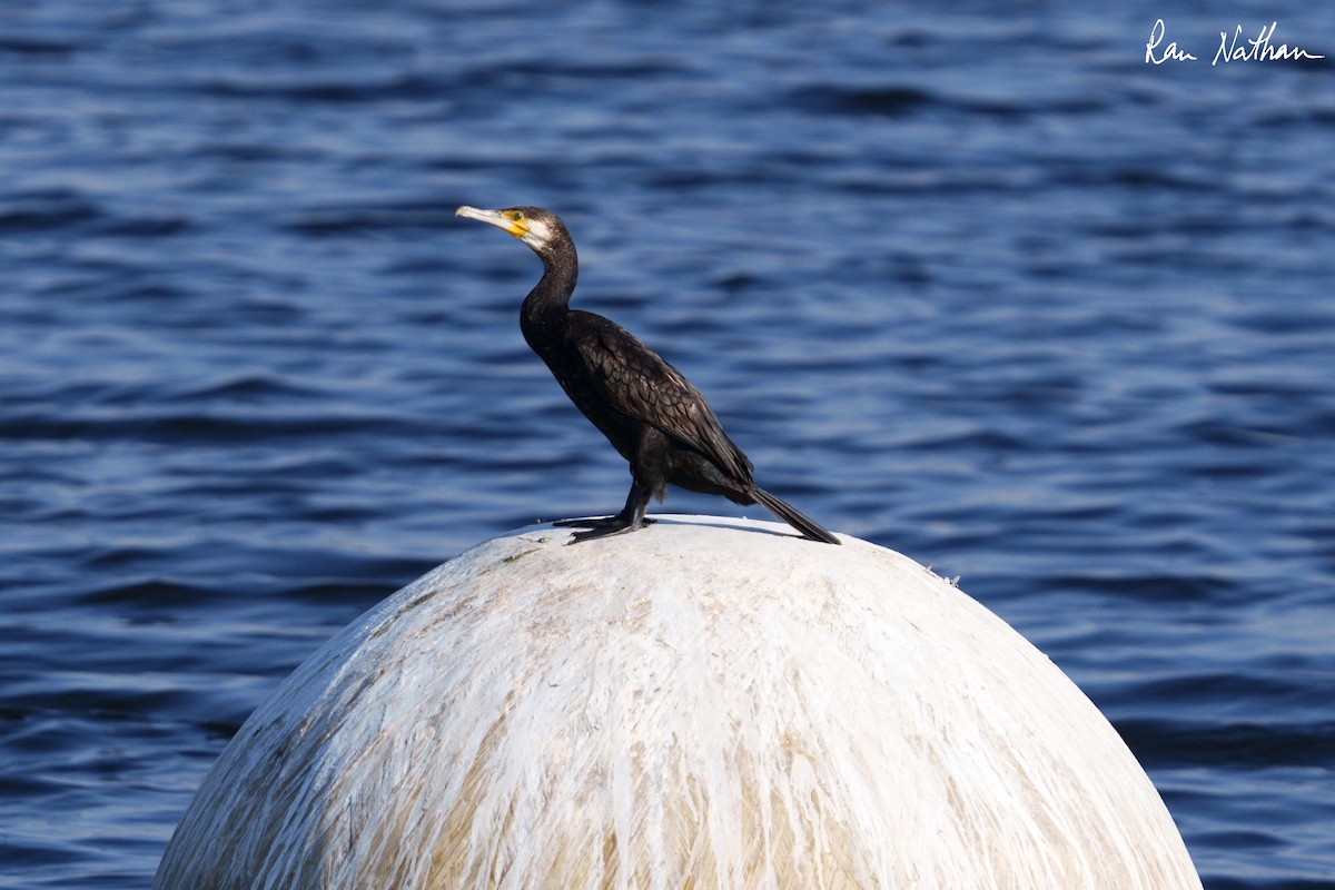 Great Cormorant - Ran Nathan