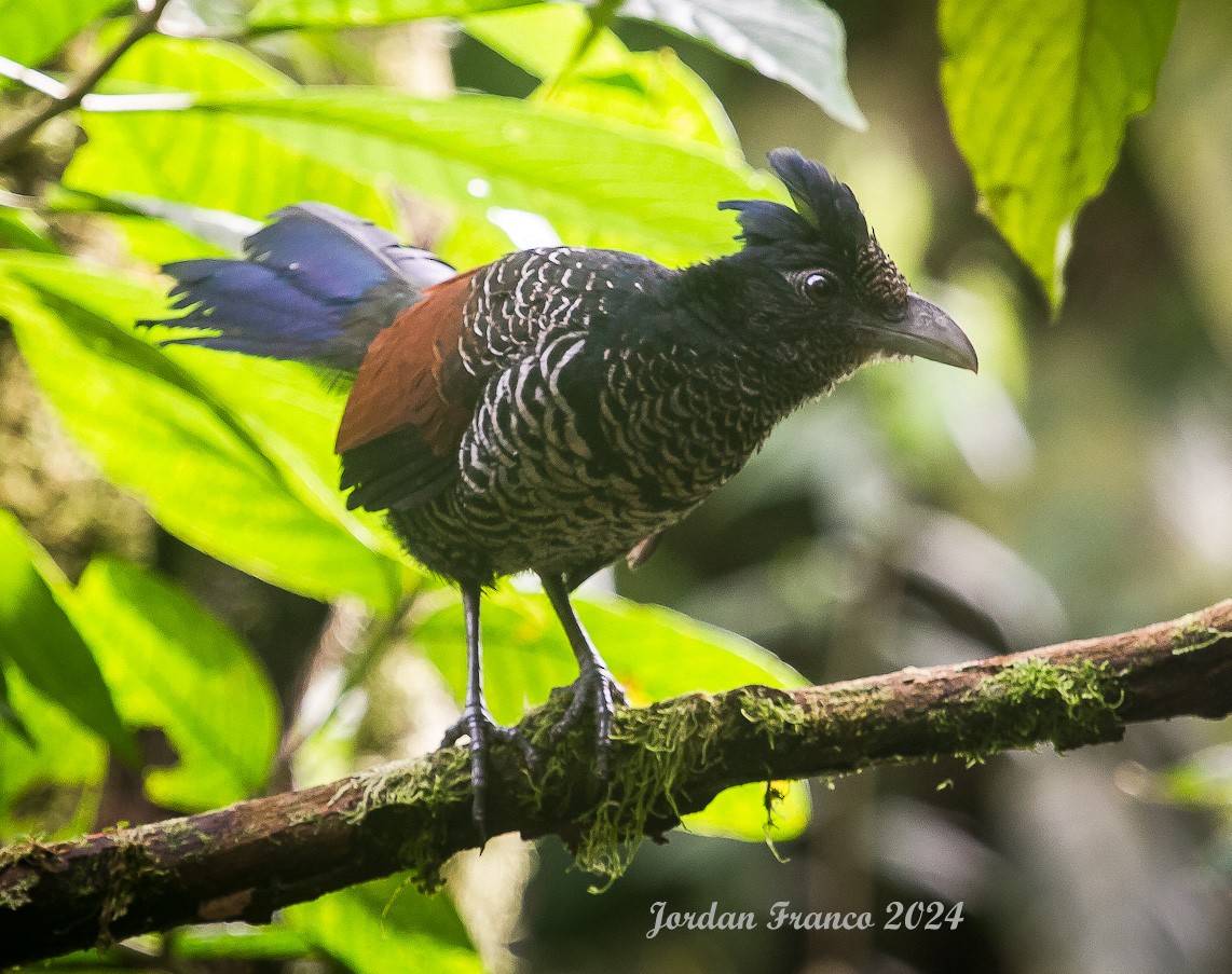 Banded Ground-Cuckoo - ML612948176