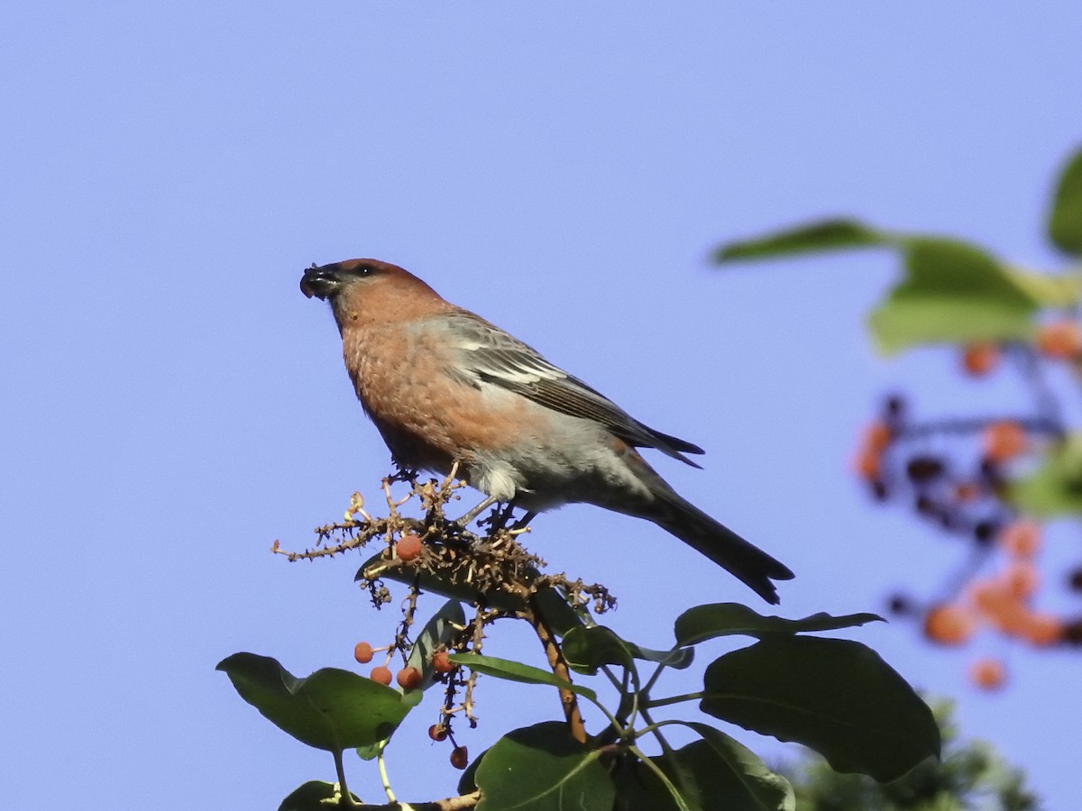 Pine Grosbeak - Sebastián Pardo