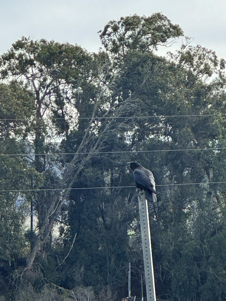 American Crow - Linda Signal