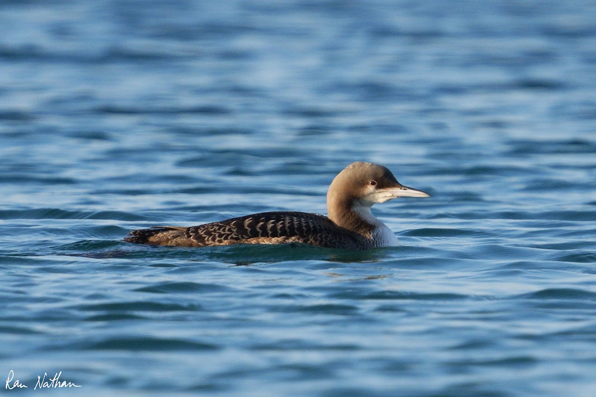 Pacific Loon - Ran Nathan