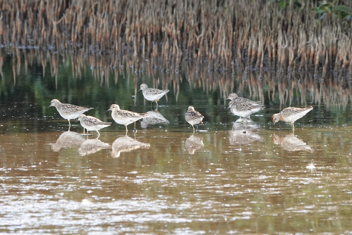 Sharp-tailed Sandpiper - Steve Kornfeld