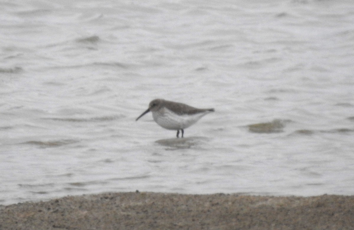 Dunlin - ML612948392