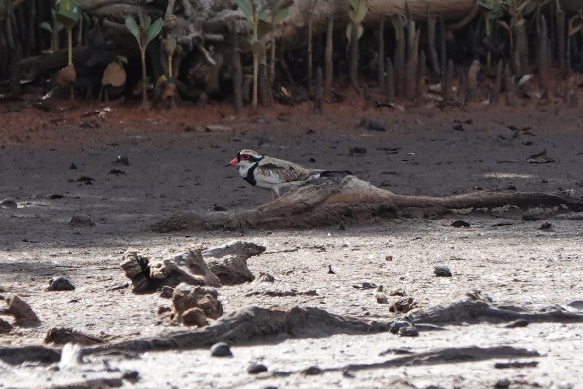 Black-fronted Dotterel - ML612948408