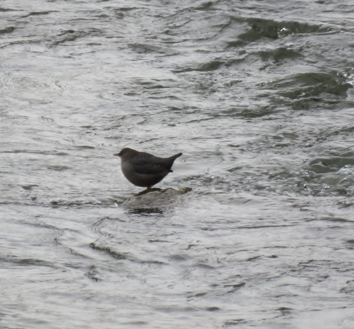 American Dipper - ML612948411
