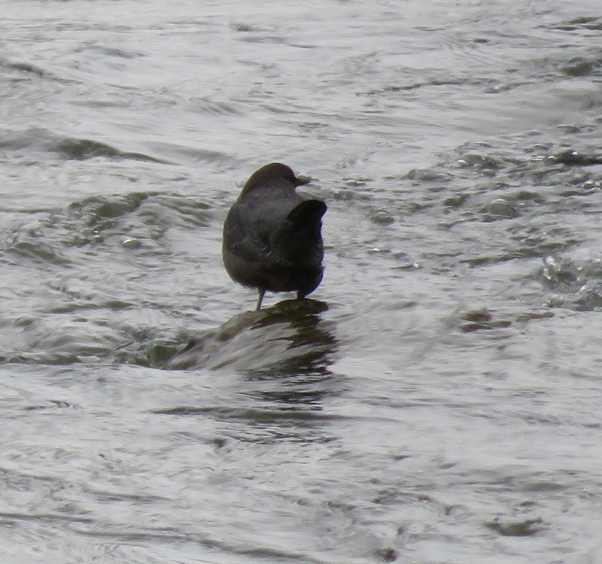 American Dipper - ML612948412