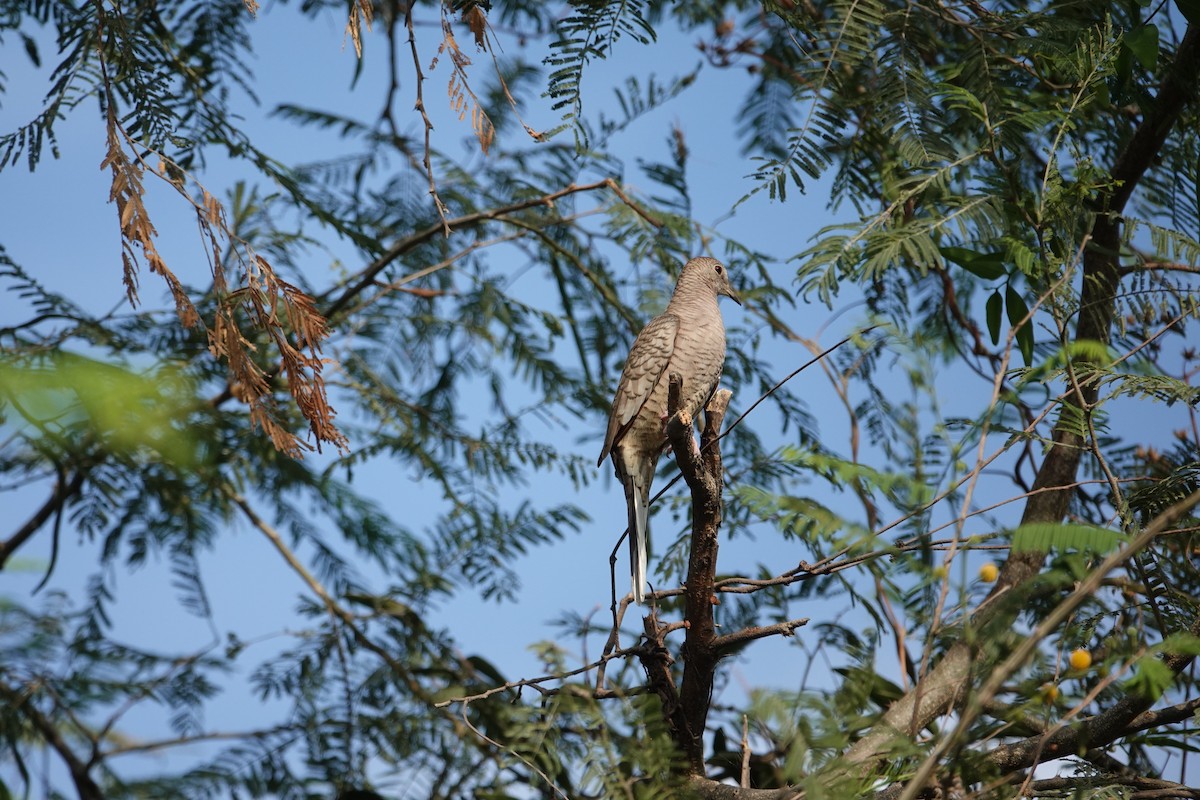 Inca Dove - ML612948431