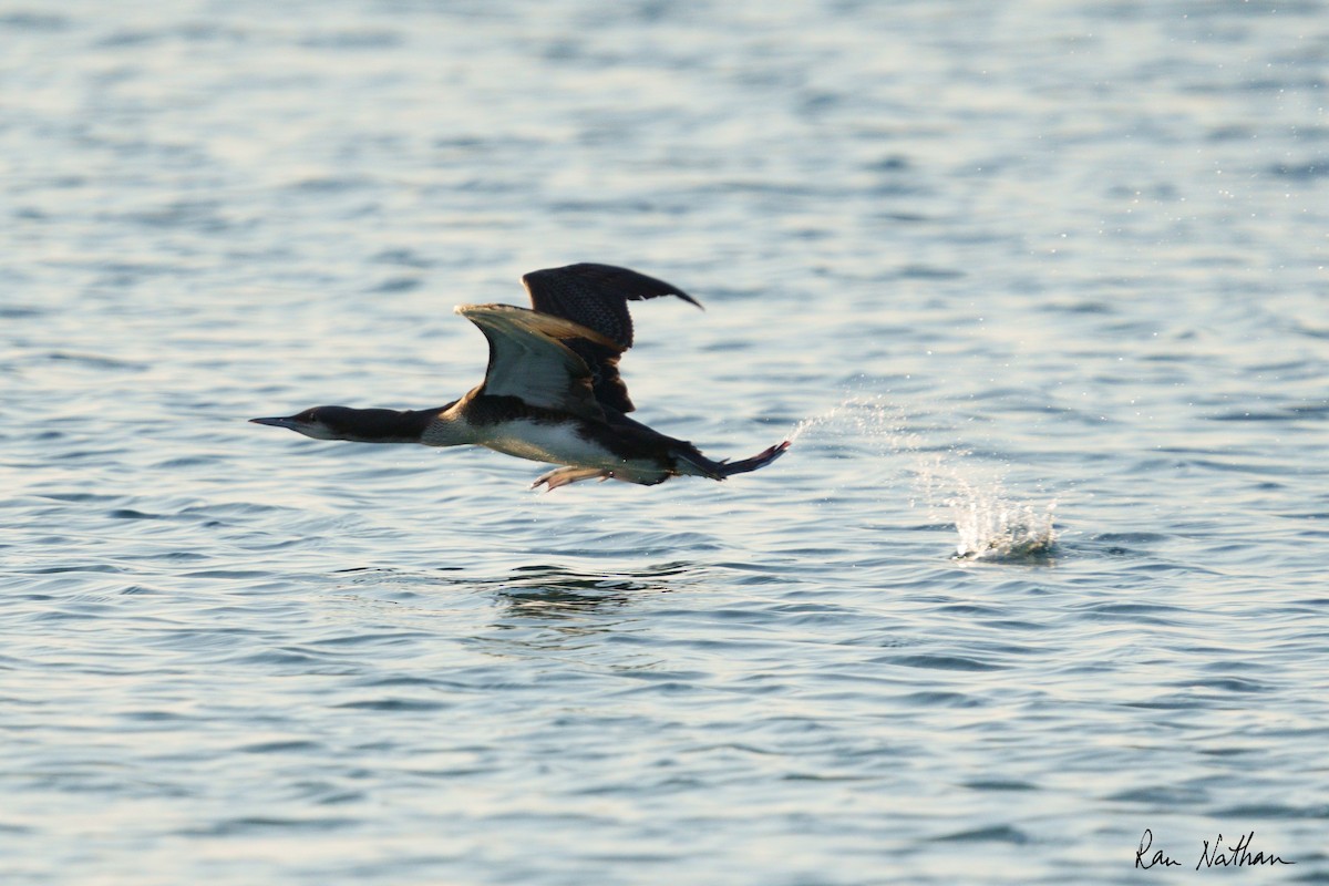 Pacific Loon - Ran Nathan