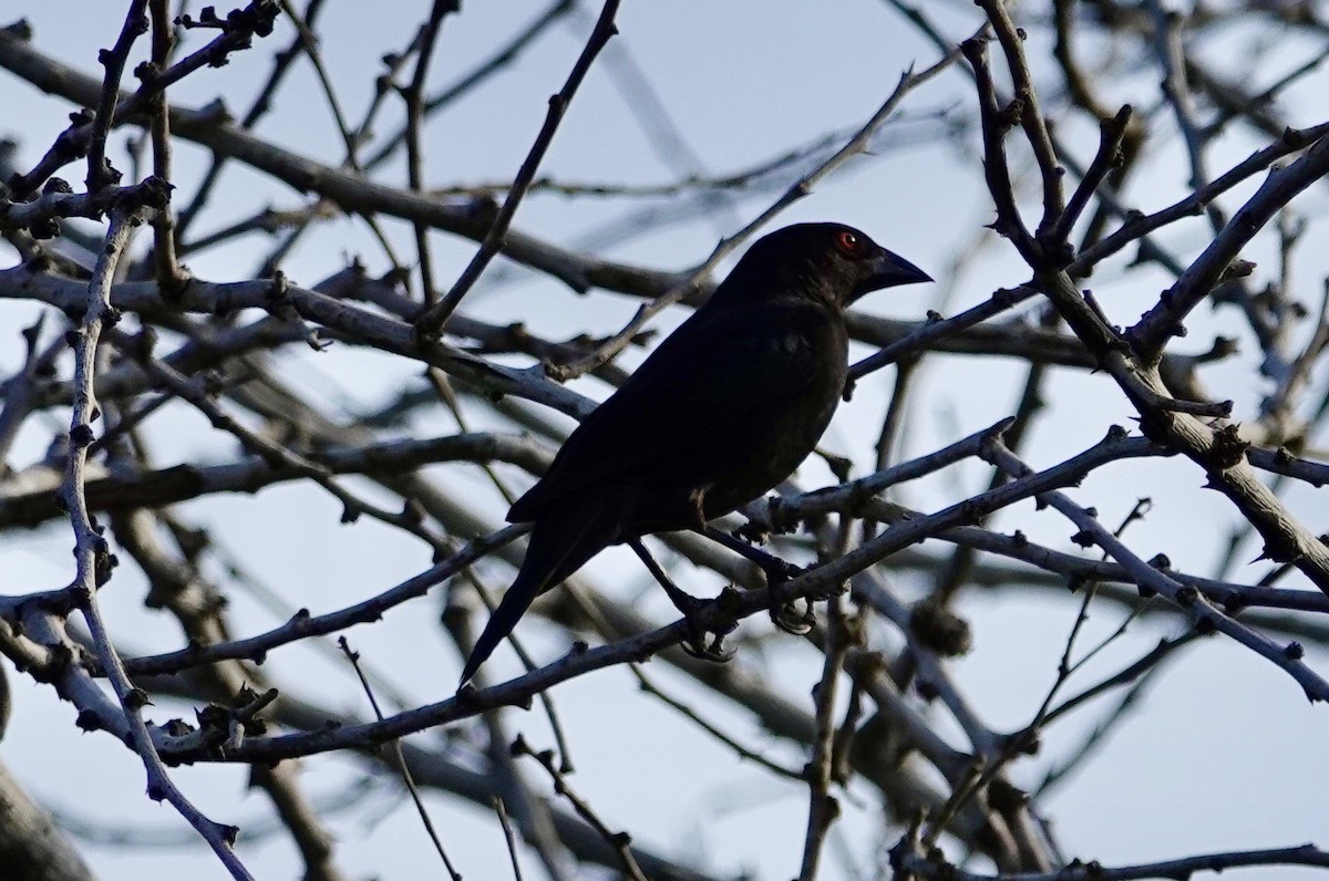 Bronzed Cowbird - ML612948438