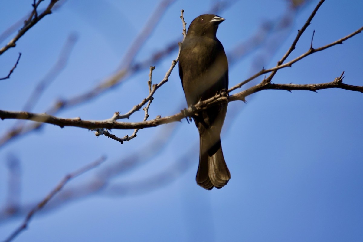 Bronzed Cowbird - ML612948439