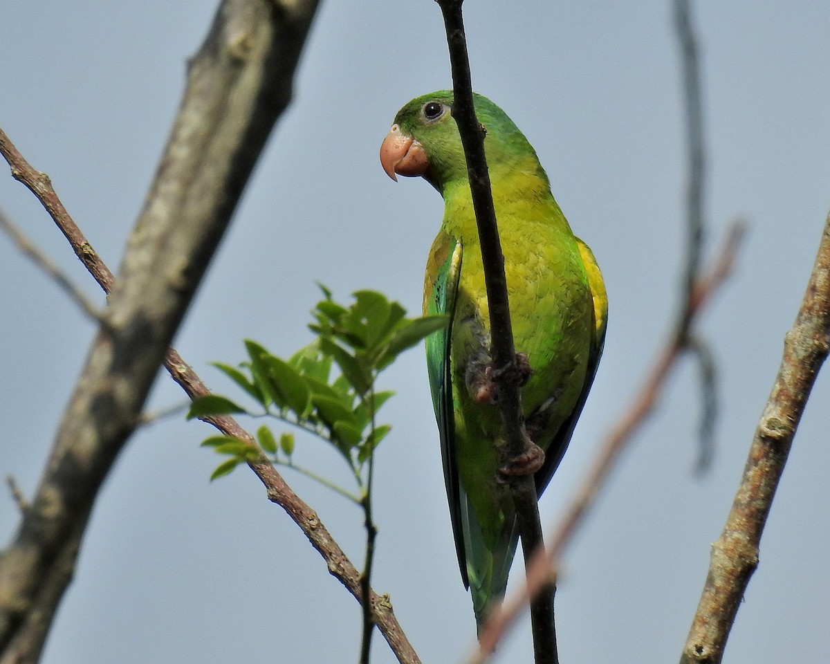 Orange-chinned Parakeet - ML612948544