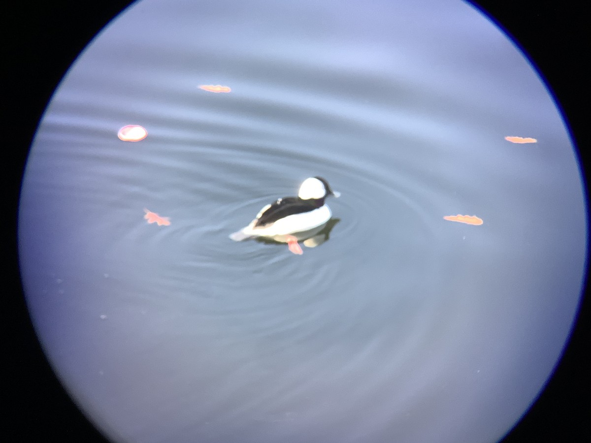 Bufflehead - ML612948642