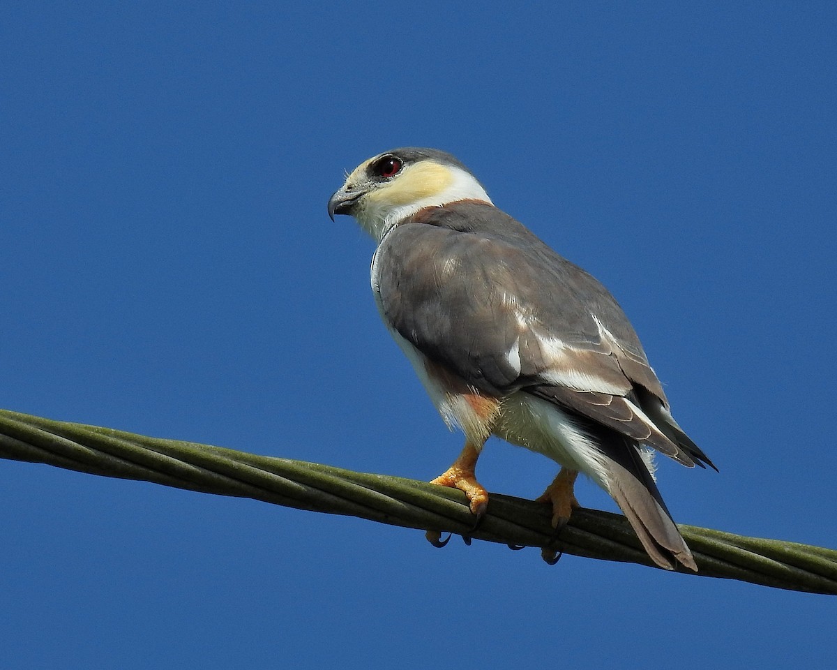 Pearl Kite - ML612948662