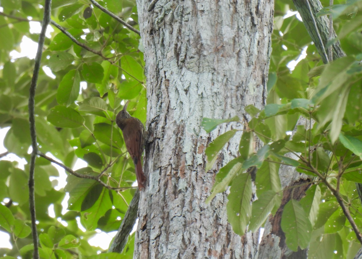 Dusky-capped Woodcreeper (Rondonia) - ML612948683