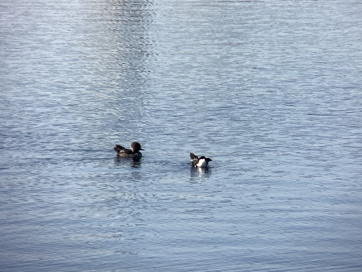 Hooded Merganser - ML612948687