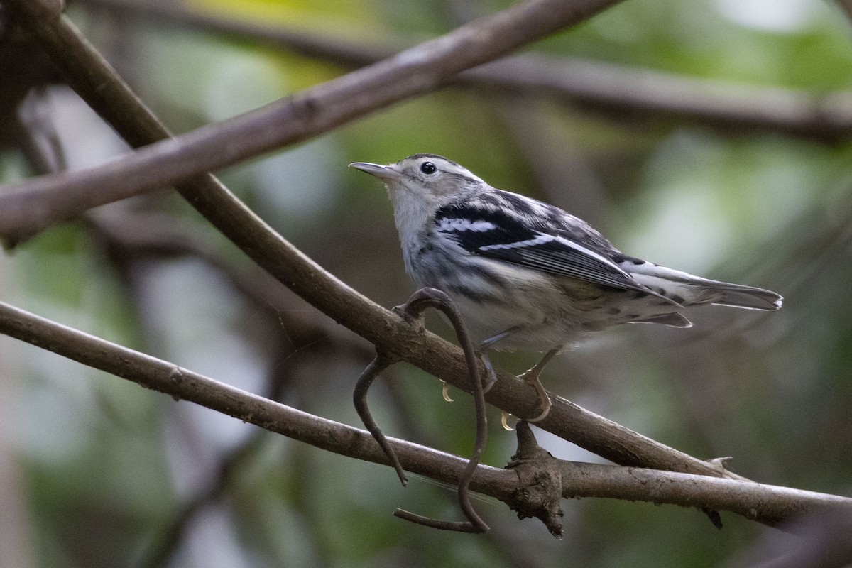 Black-and-white Warbler - ML612948712
