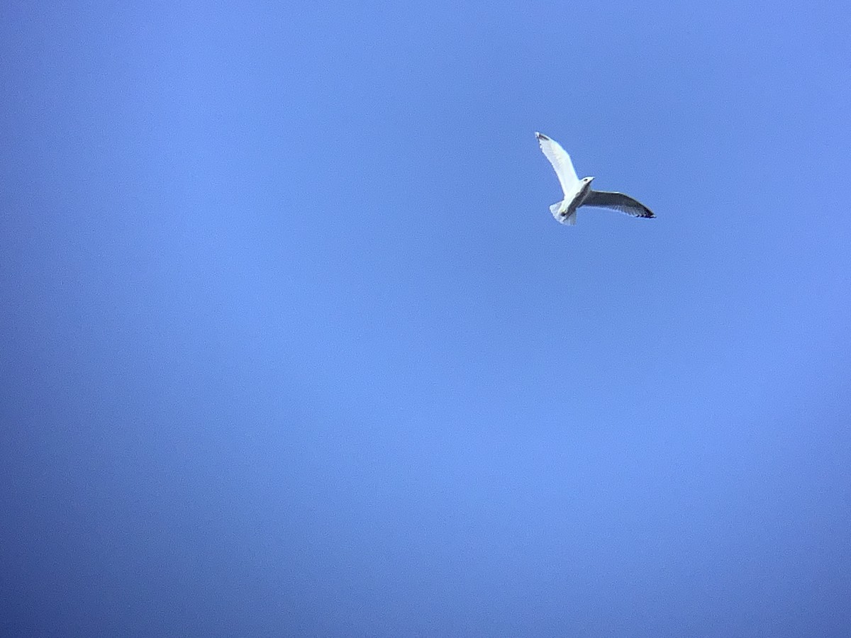 goéland ou mouette sp. - ML612948827