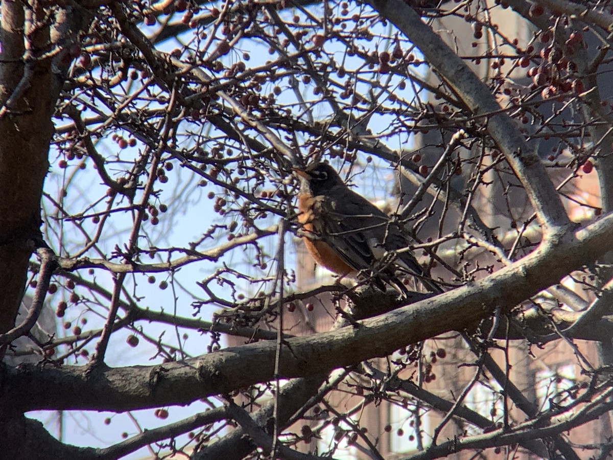 American Robin - ML612948912