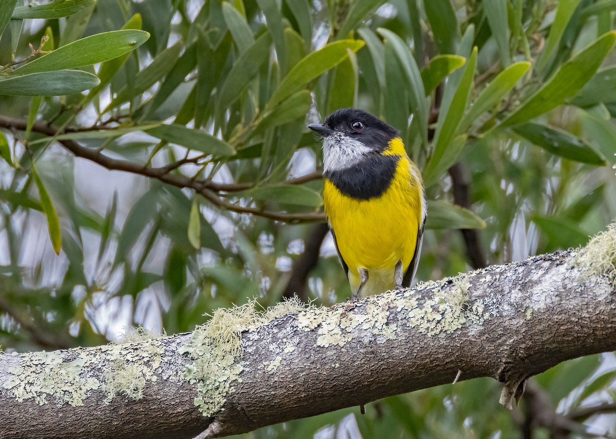 Golden Whistler - ML612948914