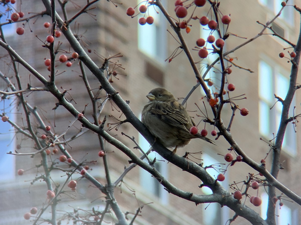 House Sparrow - ML612948954