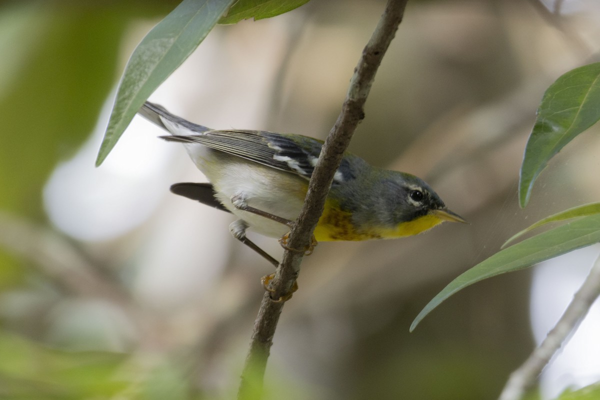 Parula Norteña - ML612949044