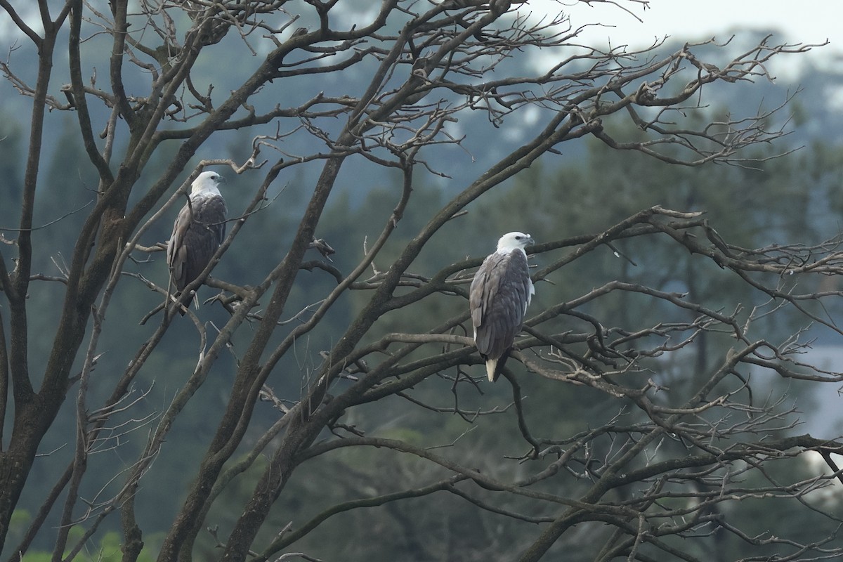 White-bellied Sea-Eagle - ML612949051