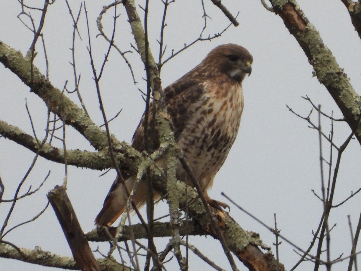 Red-tailed Hawk - ML612949058