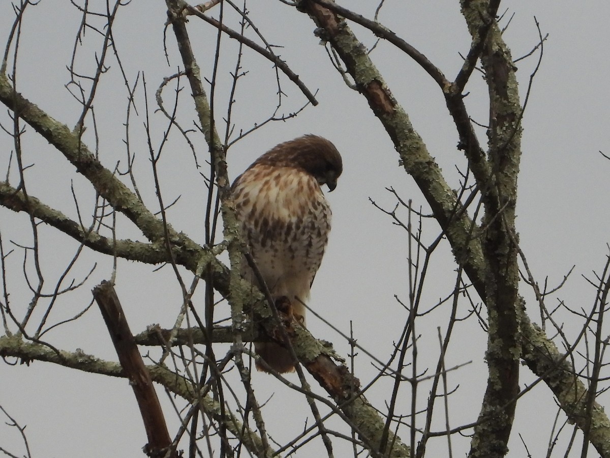 Red-tailed Hawk - ML612949059