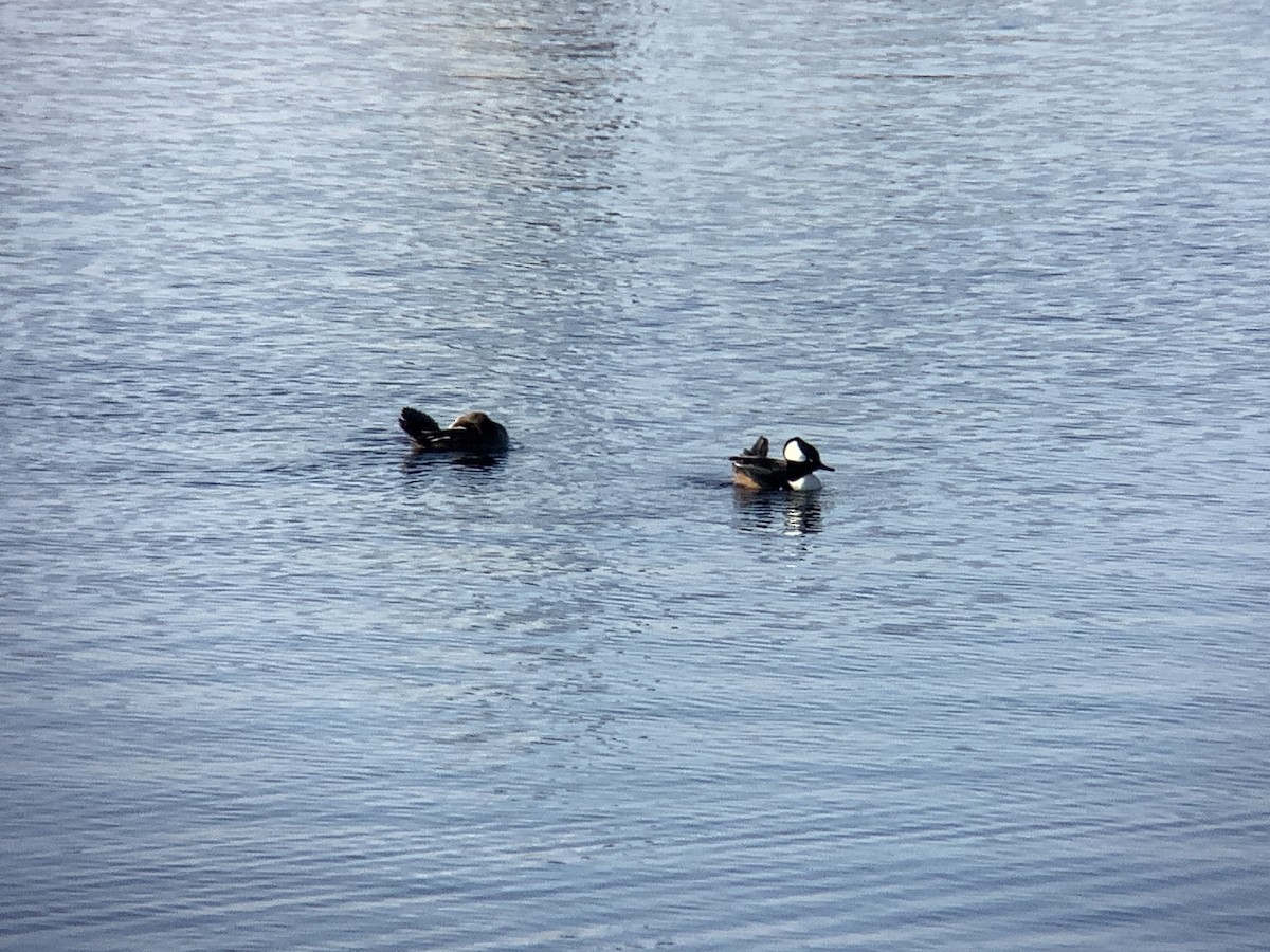 Hooded Merganser - ML612949089