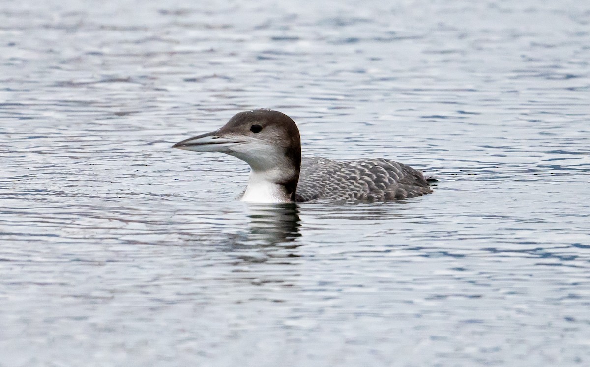 Common Loon - ML612949119