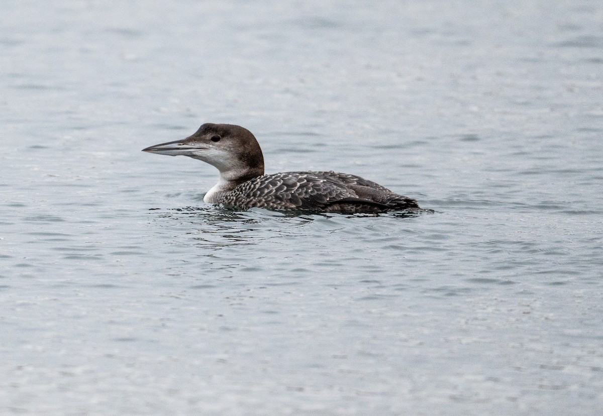 Common Loon - ML612949120