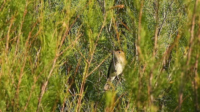 Mosquero Estriado - ML612949190