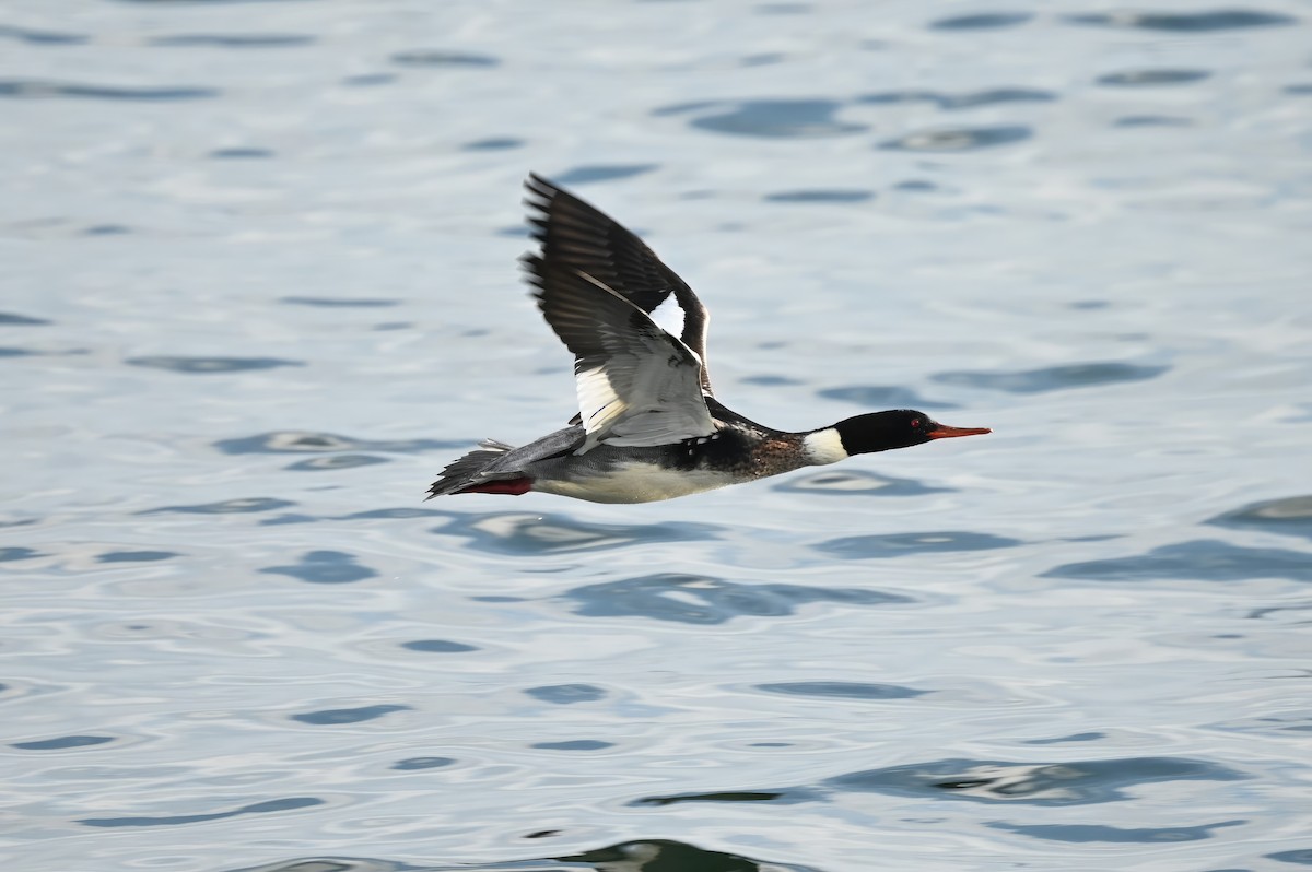 Red-breasted Merganser - Michele McDermott