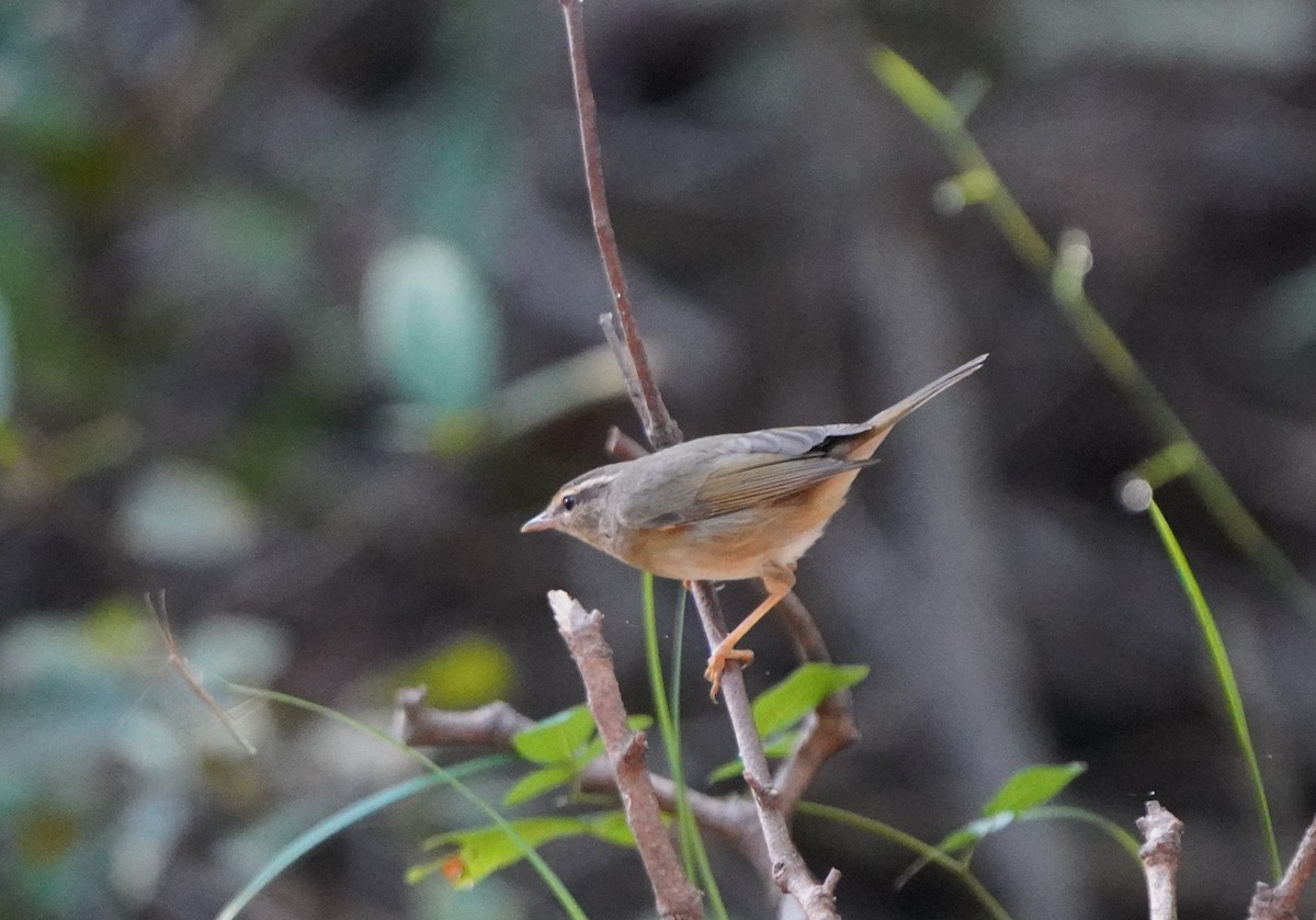 Radde's Warbler - Prasit Wongprom