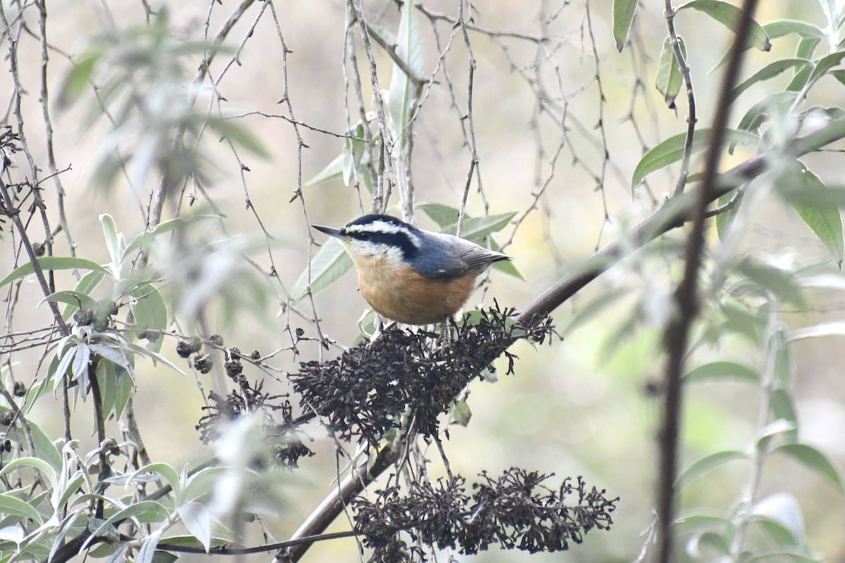 Red-breasted Nuthatch - ML612949235